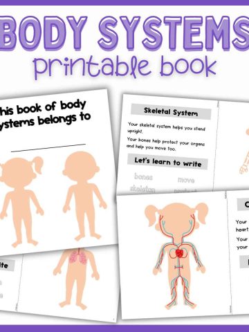 Human Body Systems Printable Book - A Toddler With a Pencil
